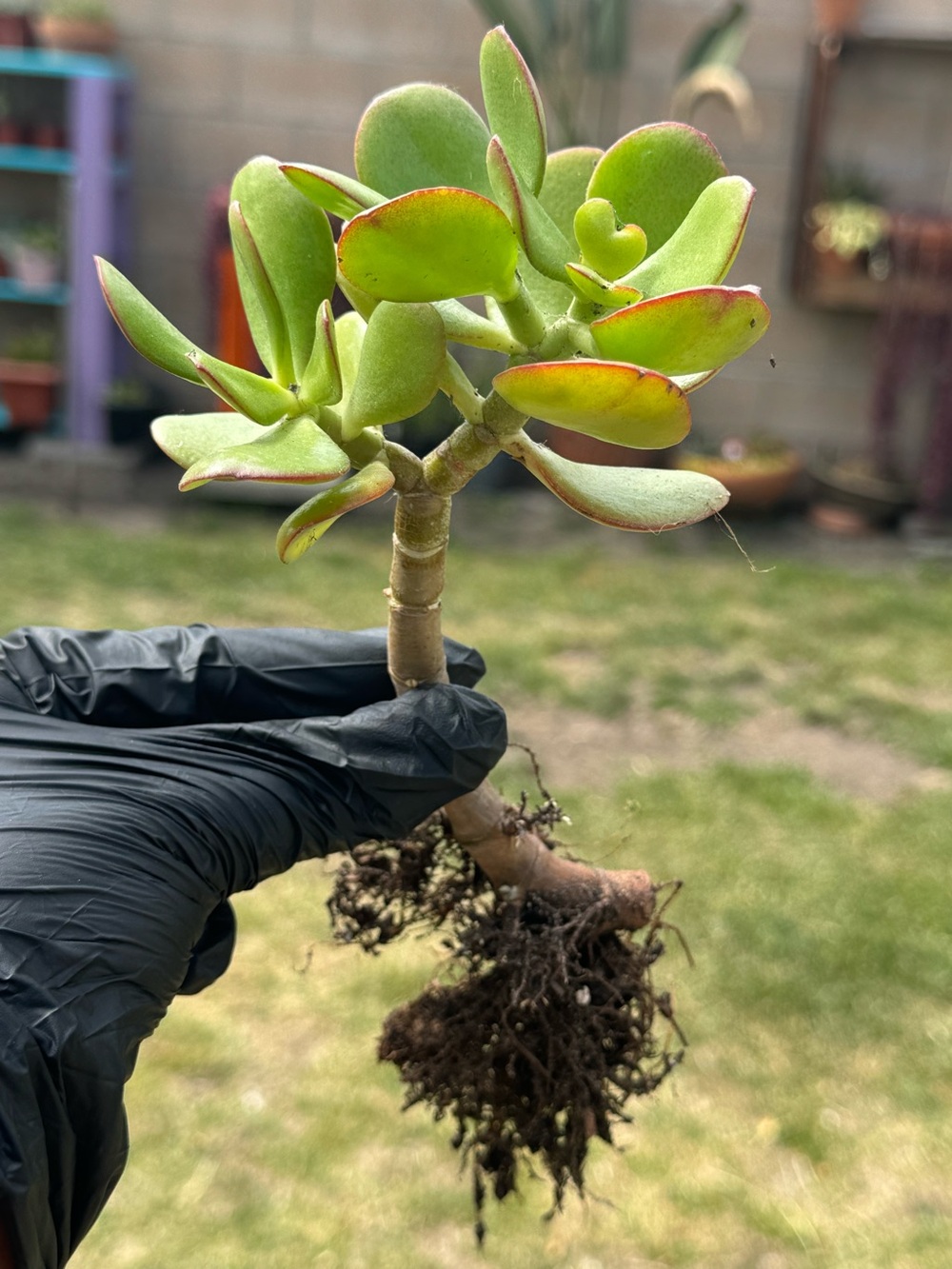 Crassula ovata (Jade Plant) Rooted Succulent